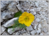 Slika_159.webp