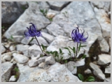Slika_160.webp