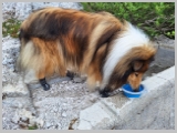Slika_185.webp