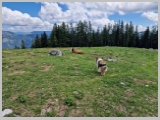 Slika_209.webp