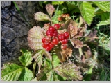 Slika_081.webp