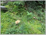 Slika_006.webp
