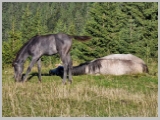 Slika_030.webp