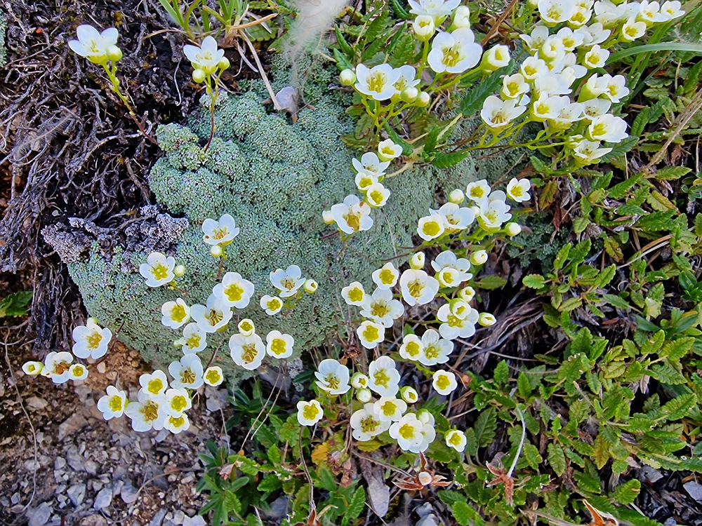 Kofce gora, Veliko Kladivo, 9. 8. 2025