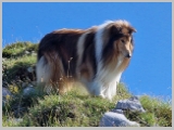 Slika_047.webp