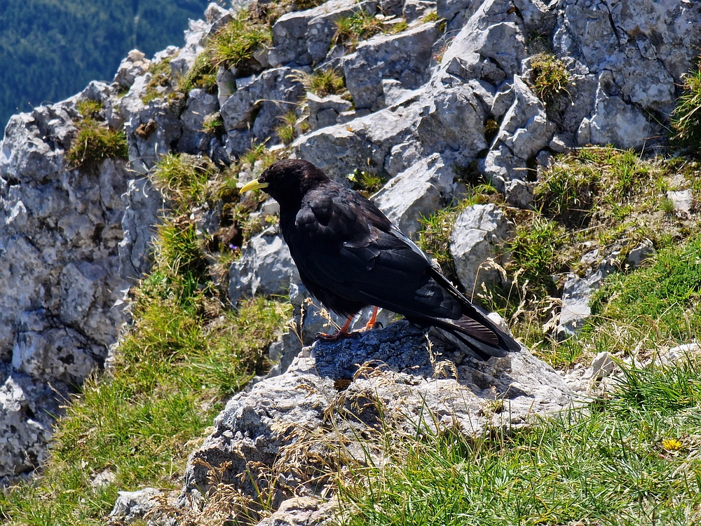 Kofce gora, Veliko Kladivo, 9. 8. 2025