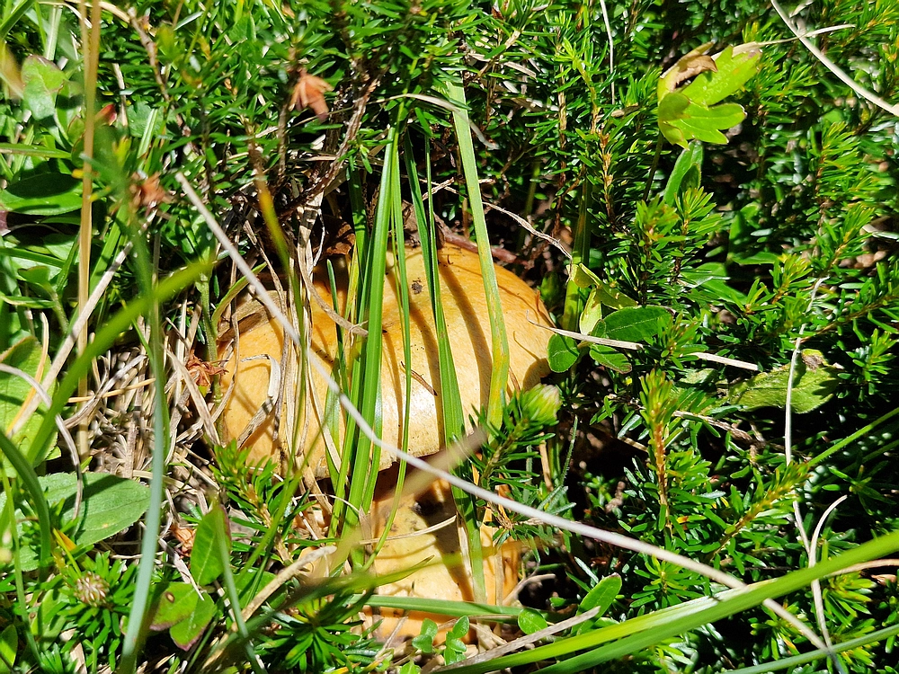 Kofce gora, Veliko Kladivo, 9. 8. 2025