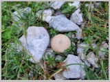 Slika_110.webp