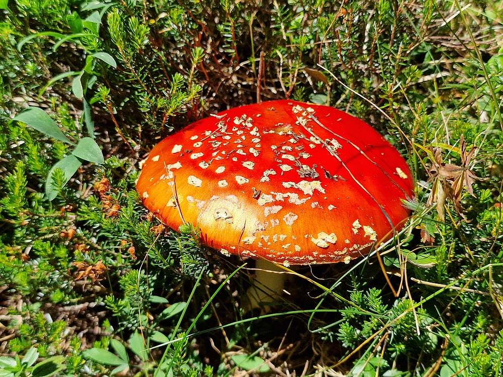 Kofce gora, Veliko Kladivo, 9. 8. 2025