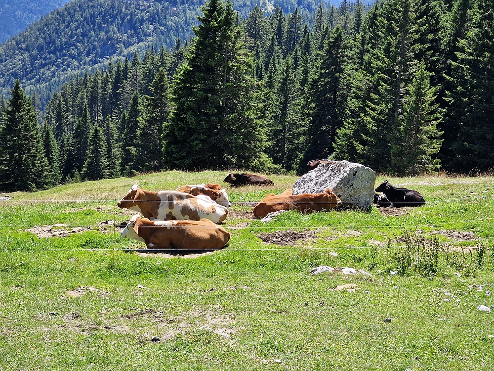 Kofce gora, Veliko Kladivo, 9. 8. 2025
