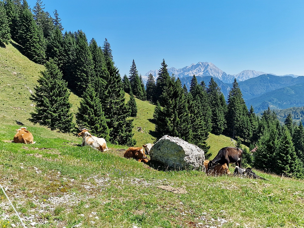 Kofce gora, Veliko Kladivo, 9. 8. 2025