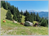 Slika_131.webp