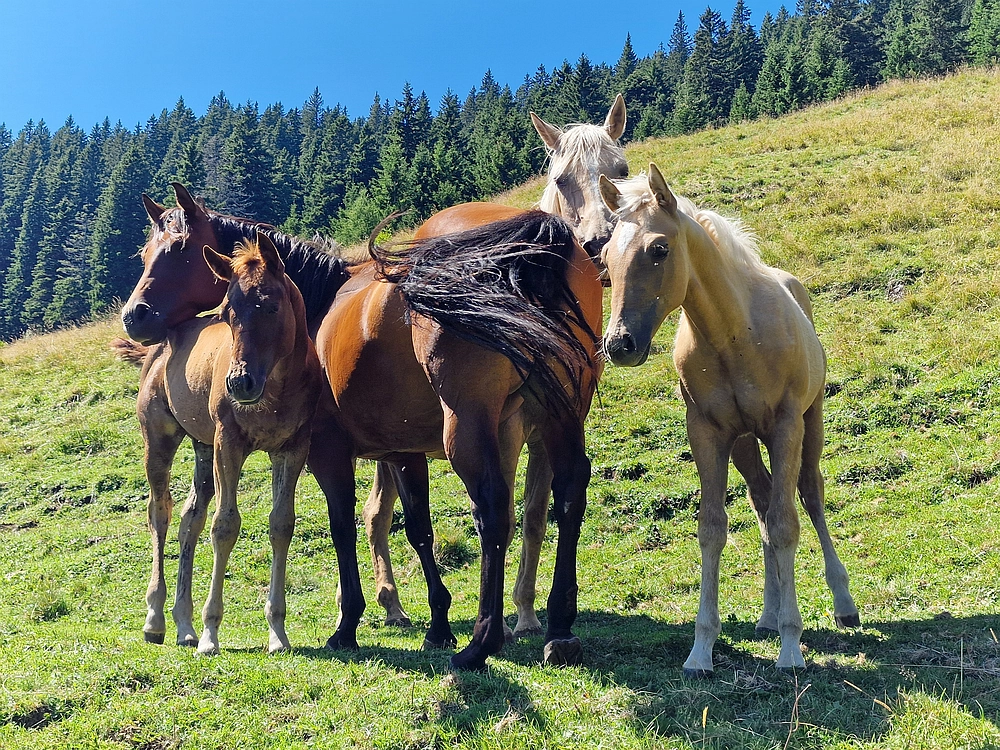Kofce gora, Veliko Kladivo, 9. 8. 2025