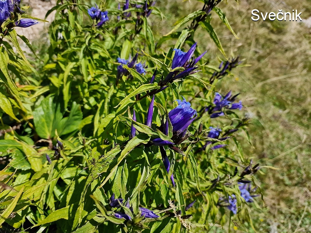 Kofce gora, Veliko Kladivo, 9. 8. 2025