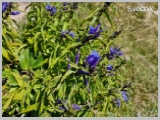 Slika_136.webp