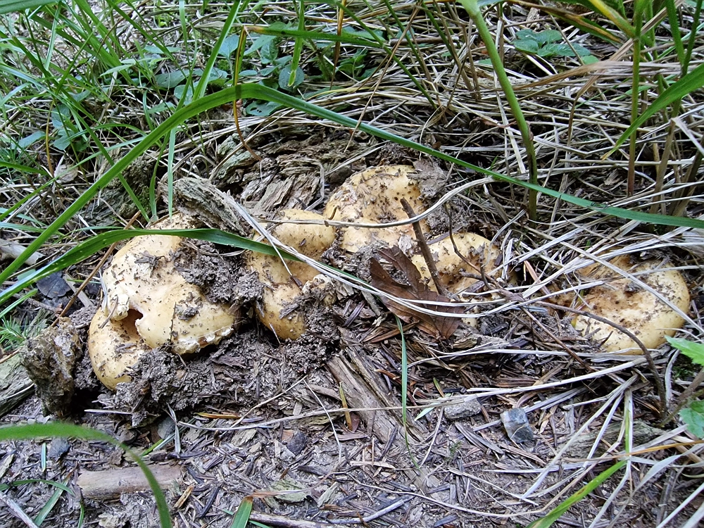 Kofce gora, Veliko Kladivo, 9. 8. 2025