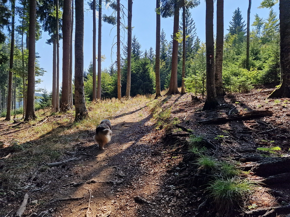 Bajgot - Ruška koča, 15. 8. 2025