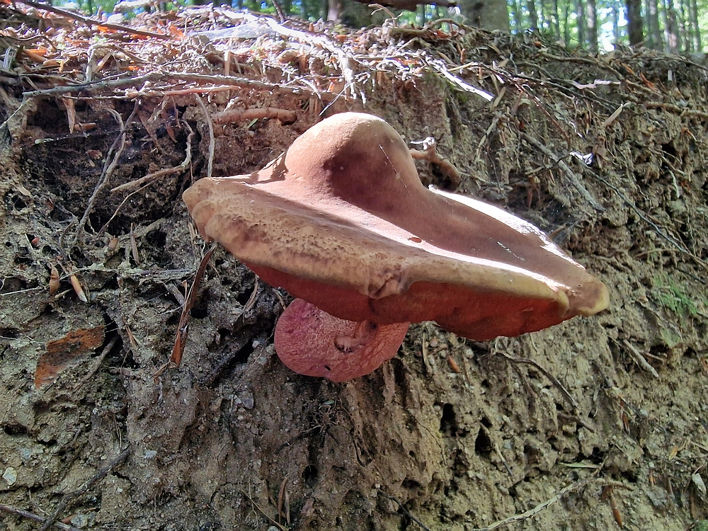 Bajgot - Ruška koča, 15. 8. 2025