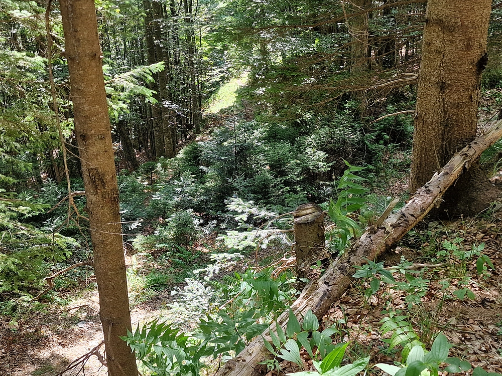 Bajgot - Ruška koča, 15. 8. 2025