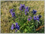 Slika_020.webp