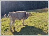Slika_032.webp