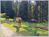 Slika_054.webp