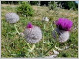 Slika_061.webp