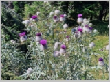 Slika_062.webp