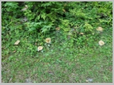 Slika_075.webp