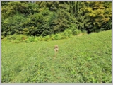 Slika_007.webp