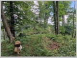 Slika_062.webp