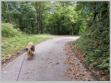 Slika_111.webp
