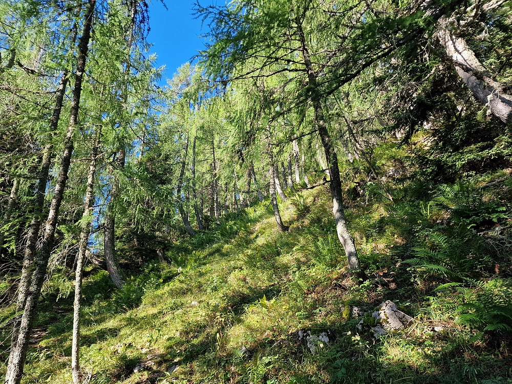 Veliki vrh (Veža), V. Zelenica, 31. 8. 2025