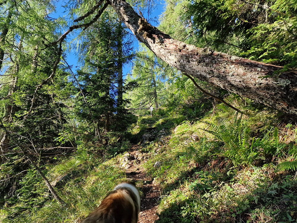 Veliki vrh (Veža), V. Zelenica, 31. 8. 2025