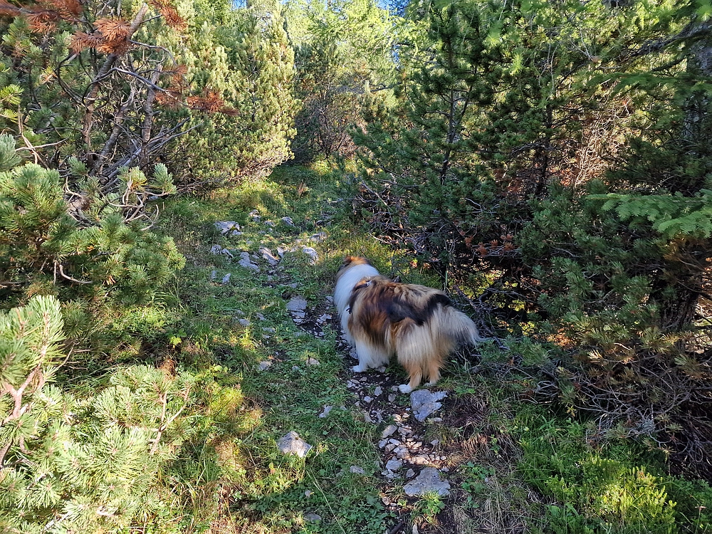 Veliki vrh (Veža), V. Zelenica, 31. 8. 2025