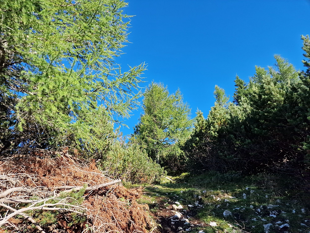 Veliki vrh (Veža), V. Zelenica, 31. 8. 2025