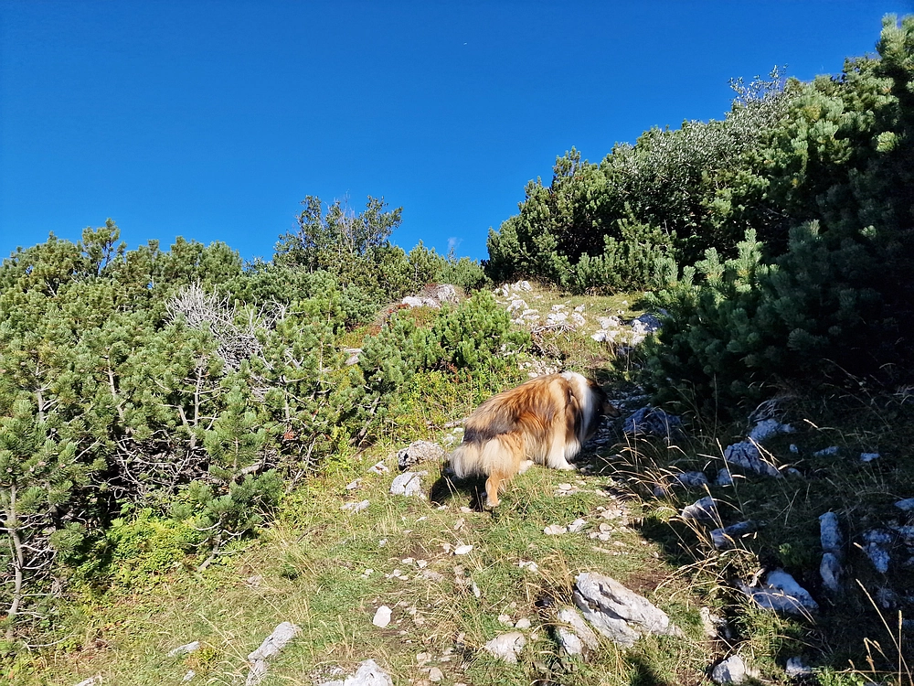 Veliki vrh (Veža), V. Zelenica, 31. 8. 2025