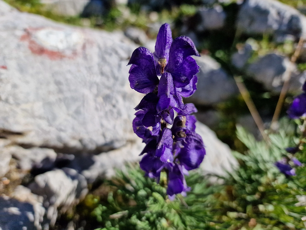 Veliki vrh (Veža), V. Zelenica, 31. 8. 2025