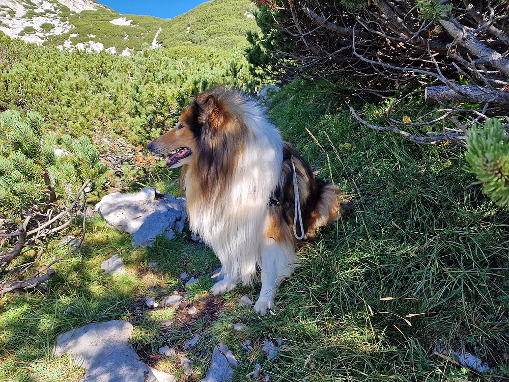 Veliki vrh (Veža), V. Zelenica, 31. 8. 2025