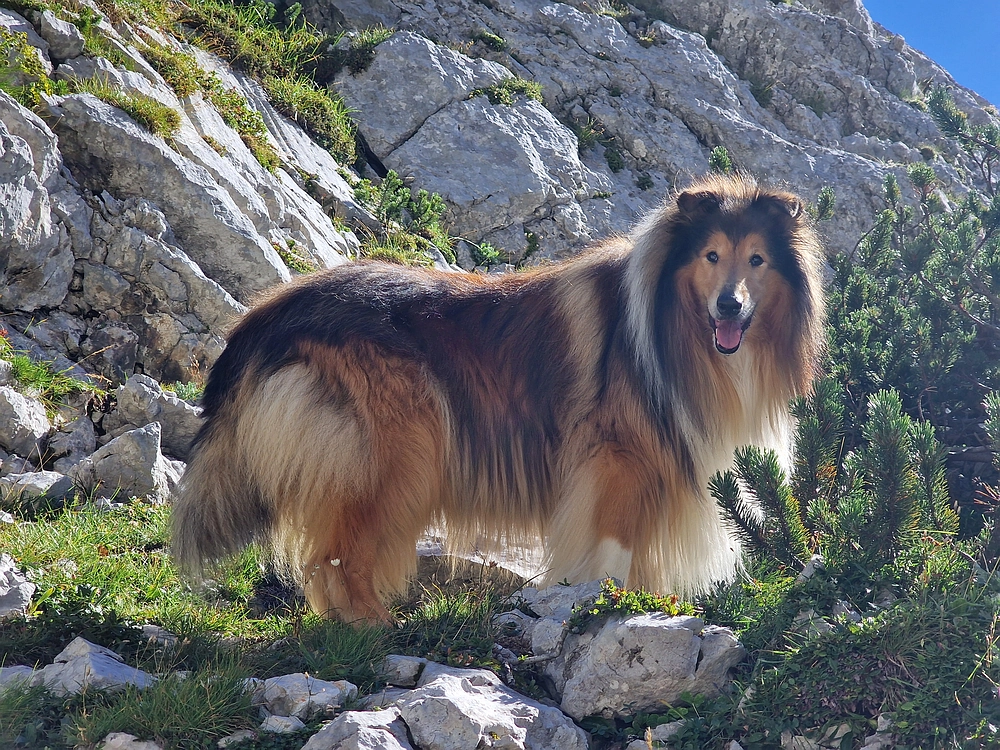 Veliki vrh (Veža), V. Zelenica, 31. 8. 2025
