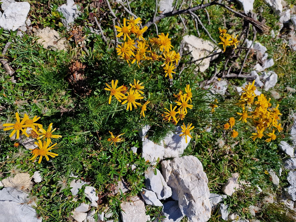 Veliki vrh (Veža), V. Zelenica, 31. 8. 2025
