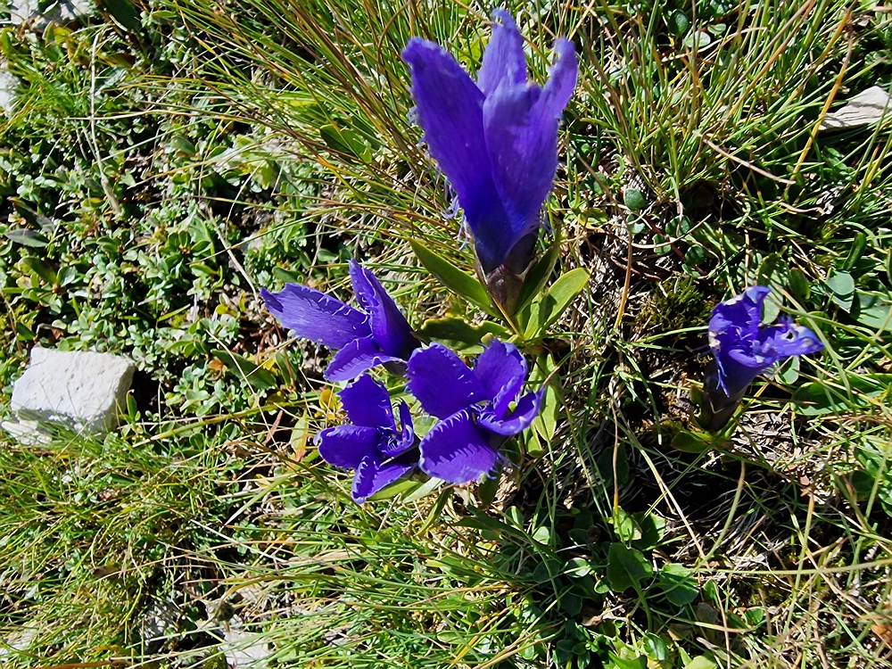Veliki vrh (Veža), V. Zelenica, 31. 8. 2025