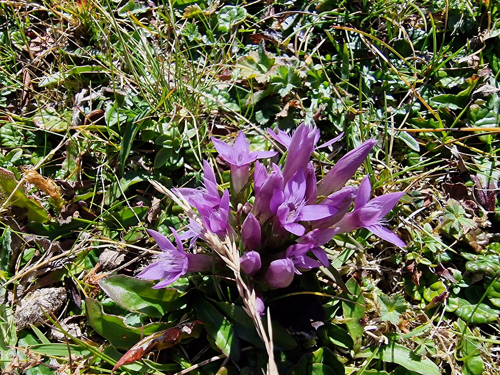 Veliki vrh (Veža), V. Zelenica, 31. 8. 2025