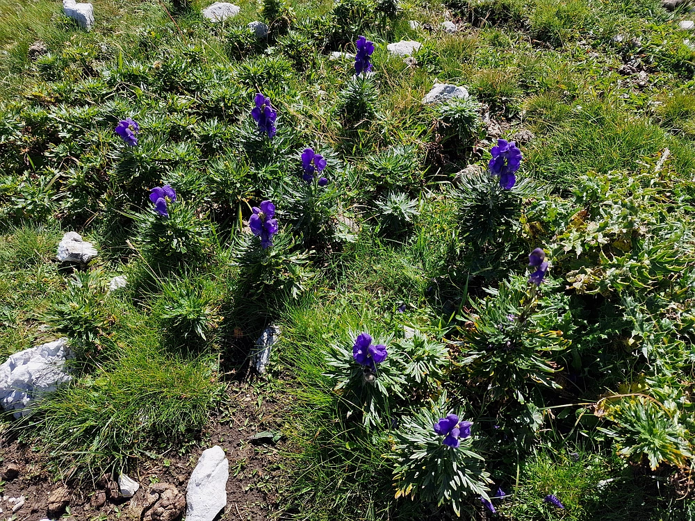 Veliki vrh (Veža), V. Zelenica, 31. 8. 2025