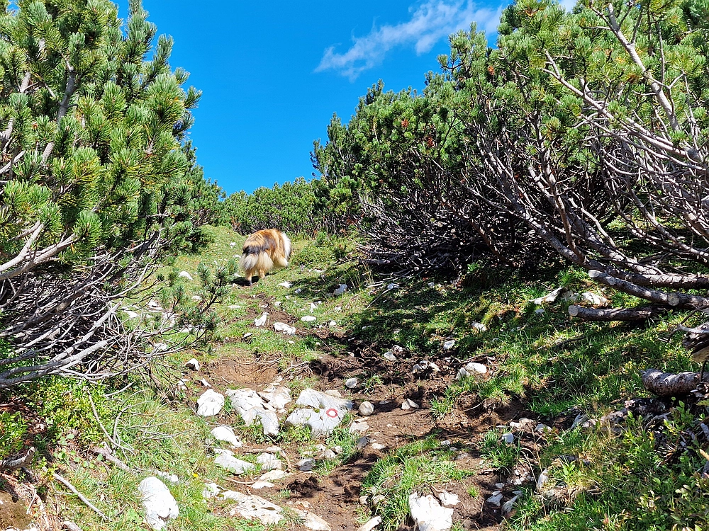 Veliki vrh (Veža), V. Zelenica, 31. 8. 2025