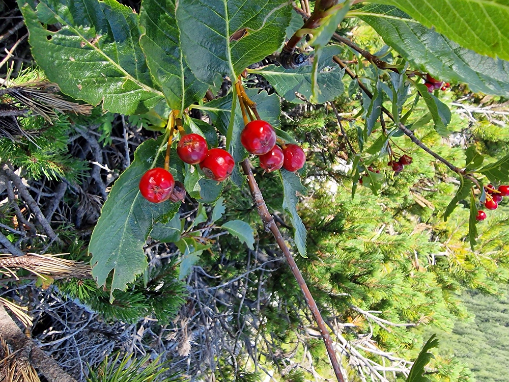 Veliki vrh (Veža), V. Zelenica, 31. 8. 2025