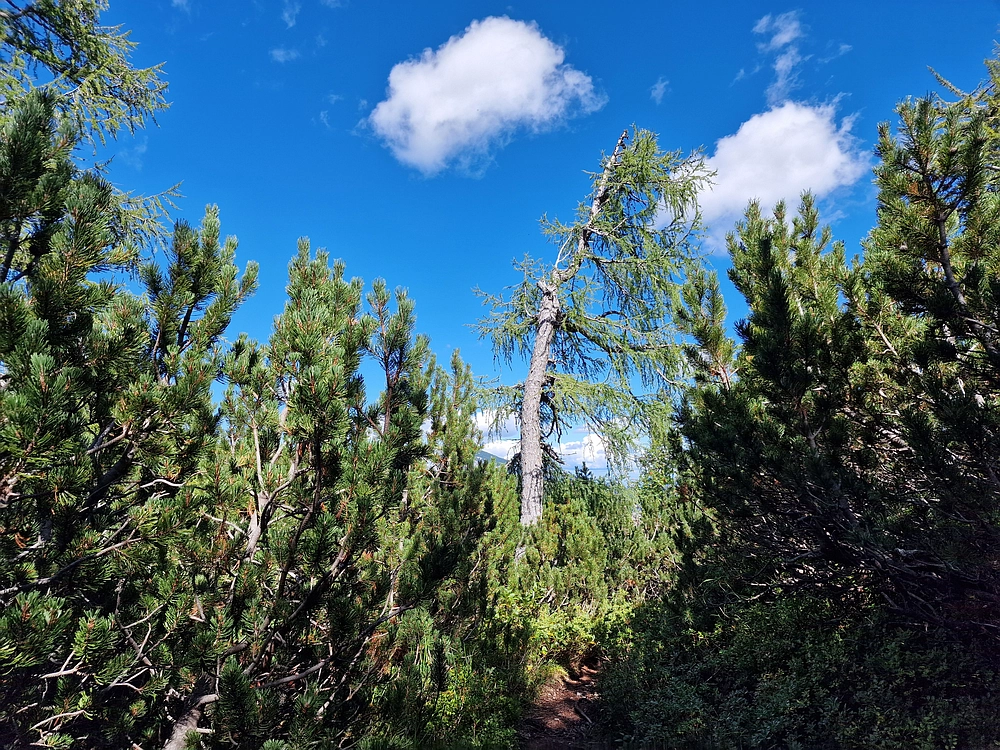Veliki vrh (Veža), V. Zelenica, 31. 8. 2025