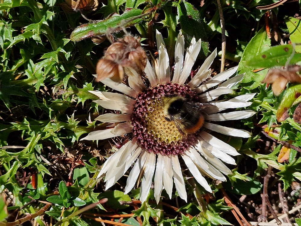 Veliki vrh (Veža), V. Zelenica, 31. 8. 2025