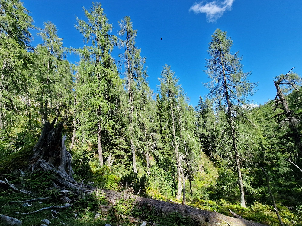 Veliki vrh (Veža), V. Zelenica, 31. 8. 2025