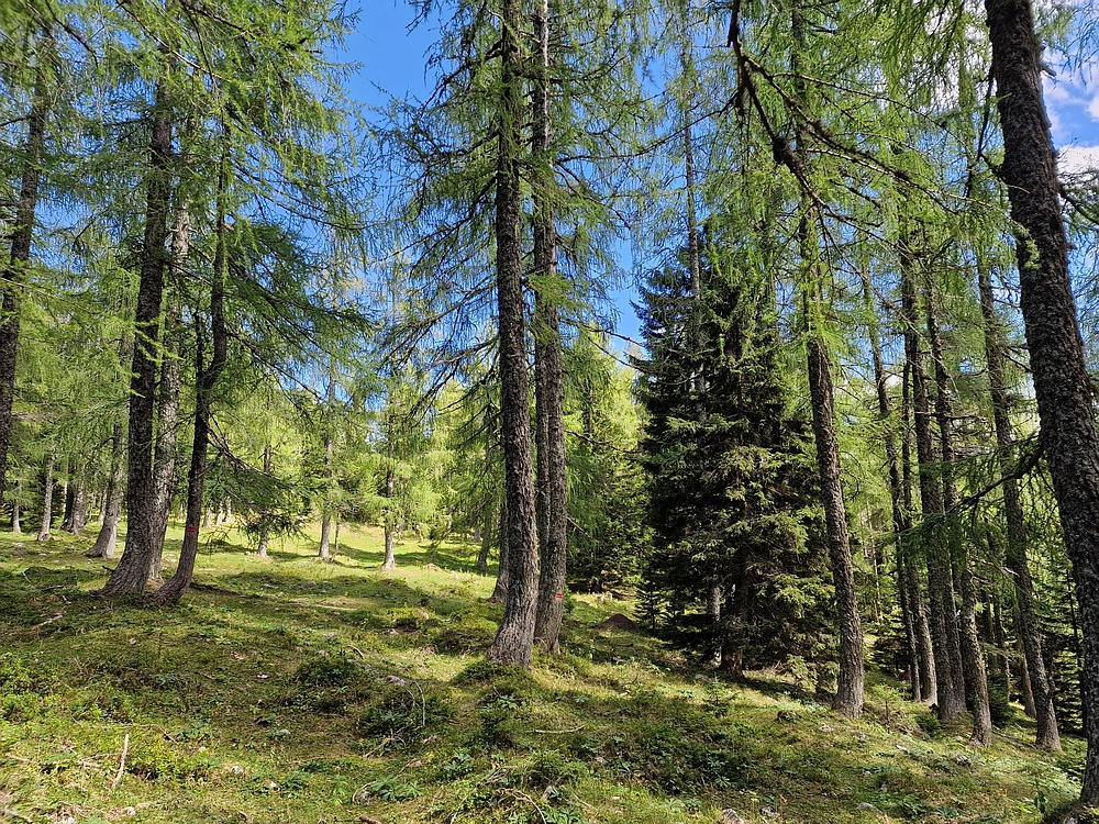 Veliki vrh (Veža), V. Zelenica, 31. 8. 2025